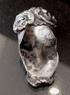 Balteus 1899